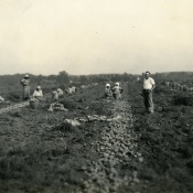 Workers in a potato field at Rushmore Farms