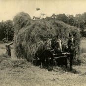 Leon Rushmore and worker loading hay on a wagon at Rushmore Farms, 1918