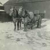 Unidentified man hitching a team of horses to a sleigh at Rushmore Farms