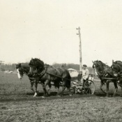 Horse drawn potato planters in a field at Rushmore Farms