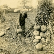 worker piling up pumpkins in a field at Rushmore Farms