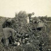 Leon A. Rushmore Sr. [?] loading pumpkins in a wagon
