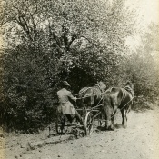 Leon A. Rushmore, Sr., on horse drawn corn cultivator in a field at Rushmore Farms